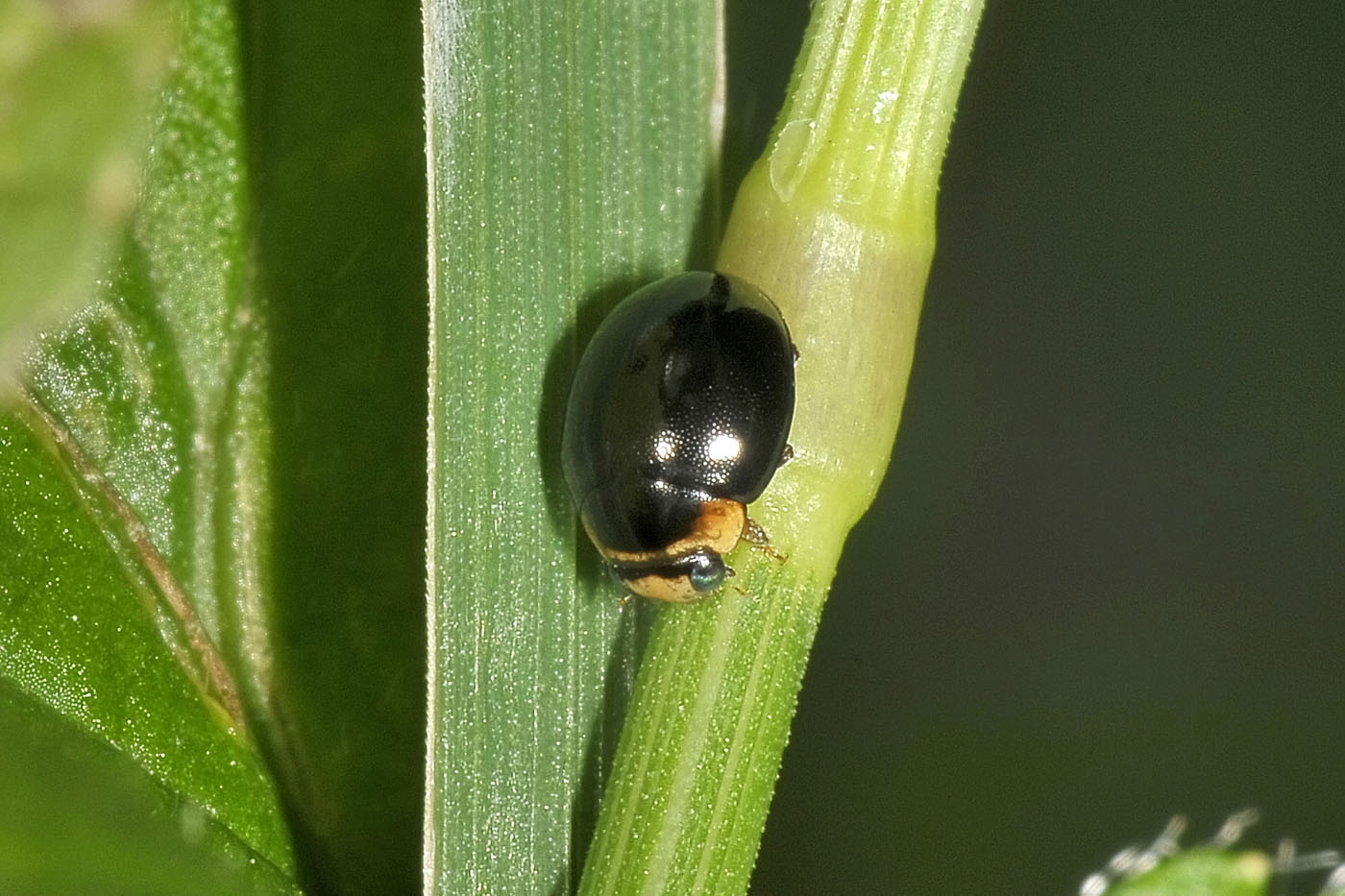 Coccinellidae: Hyperaspis sp? S.